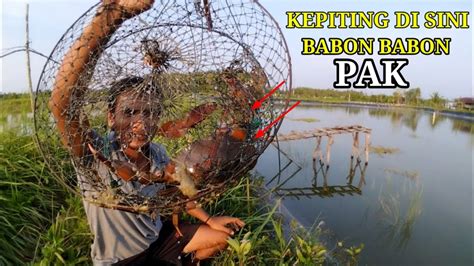 Pasang Bubu Kepiting Di Spot Baru Pakai Umpan Ini Pasti Dapat Kepiting