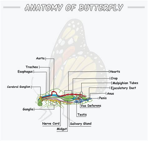 Ilustraci N De El Interno Anatom A De Mariposa El Dentro Parte De El