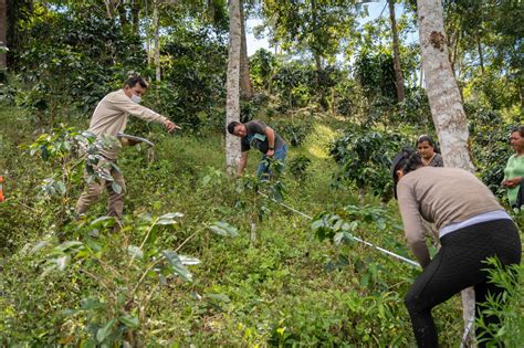 Serfor Fomentar Las Cesiones En Uso Para Sistemas Agroforestales Como