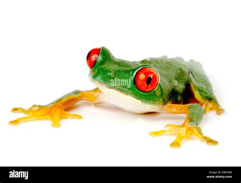 Colourful Frogs Cut Out Stock Images Pictures Alamy