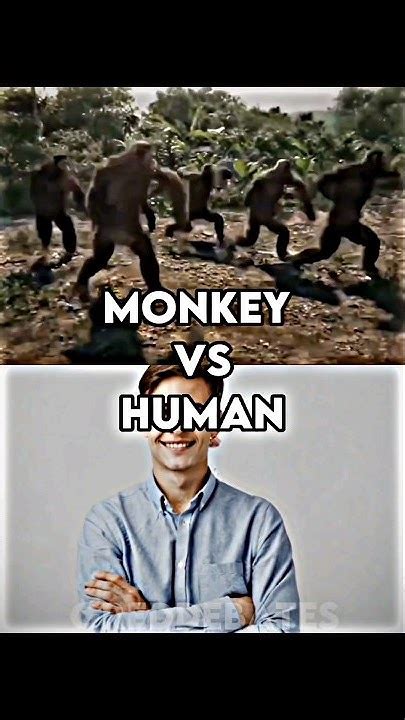 Monkey Vs Human Youtube