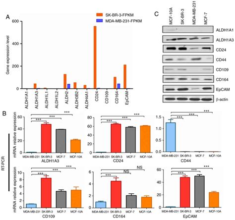 Identification Of New Cancer Stem Cell Markers And Signaling Pathways