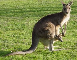 on our world: kangguru