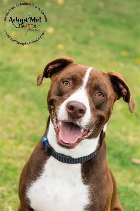 Can A American Pit Bull Terrier And A Border Collie Be Friends