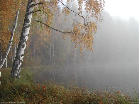 Rantakoivu Sumu Kangaslammella Valokuvia