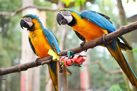 Animales del Centro Ambiental de ITAIPU tuvieron un festín por el Día