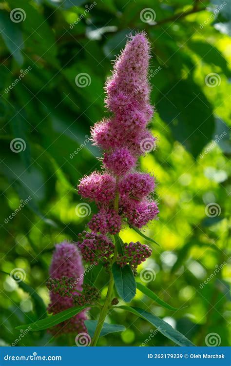 Blossom Of Hardhack Spiraea Douglasii Or Spiraea Salicifolia Or