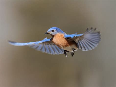 What Is The State Bird Of Missouri And Why Bird Fact