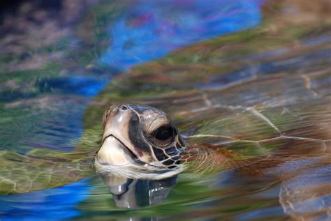 Cómo respiran las tortugas TodoEllo