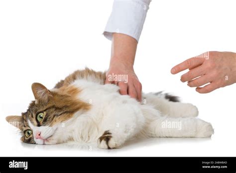 Long Haired Domestic Cat On White Background Stock Photo Alamy