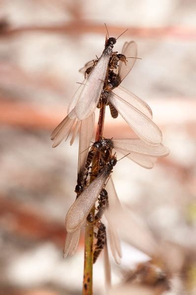Subterranean Termite Swarmer Identifying And Preventing Infestations