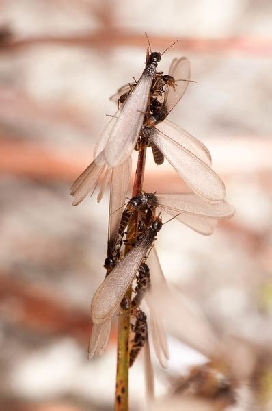 Termite Swarmers What Do They Mean For You Nc State Extension Publications