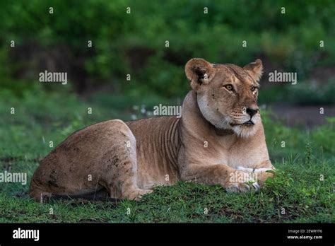 A GPS Collared Lioness Panthera Leo Ndutu Ngorongoro Conservation