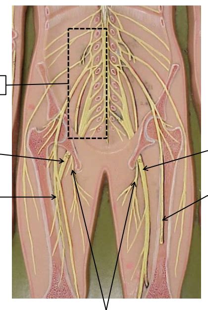 Lumbosacral Plexus Diagram Quizlet