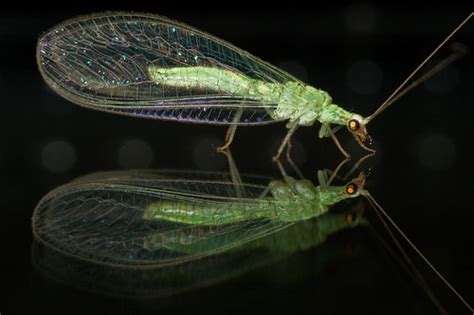 Green Lacewings (Family Chrysopidae) · iNaturalist.org