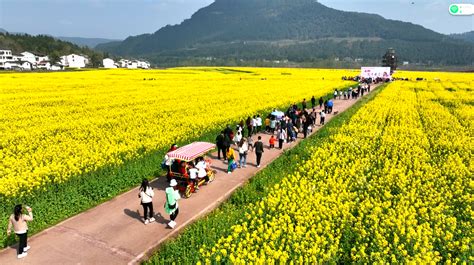 平昌县：“花满白衣·‘香’约古镇”油菜花赏花活动盛大开幕 四川省建设快讯 建设招标网