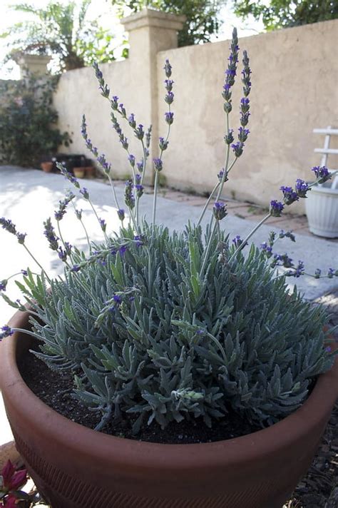 Growing Lavender In Pots How To Grow And Care For Potted Lavender