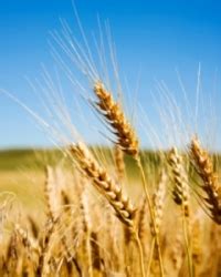 Перевод слова crops