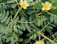 Трибулус Террестрис - отзывы, цены, где купить, побочные эффекты