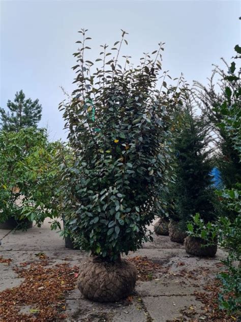 Grote Olijfwilg Kopen Brienissen Nl De Grootste In Bomen