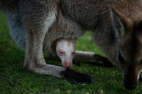 Seltenes Albino Wallaby In Australien Park Pr Sentiert Olaf