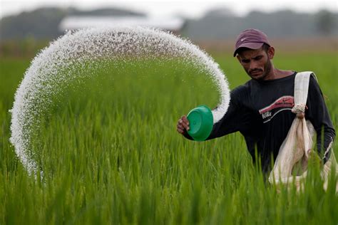 Why Did Indians Forget The Value Of Urine As Fertilizer