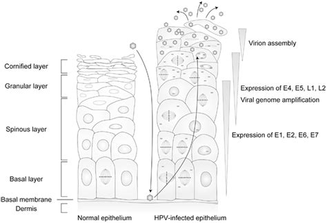 Frontiers Productive Lifecycle Of Human Papillomaviruses That Depends