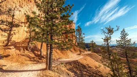 Wallpaper Trees Landscape Forest Nature Desert Valley Bryce