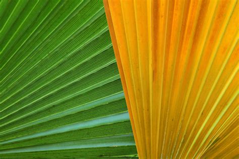 Colorful Palm Leaves Free Stock Photo - Public Domain Pictures