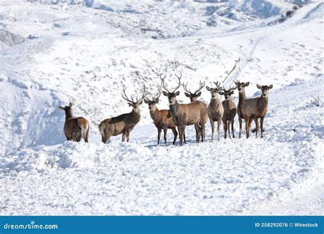 Group Of Deer In The Snowy Mountains Of Shemakha Azerbaijan Stock