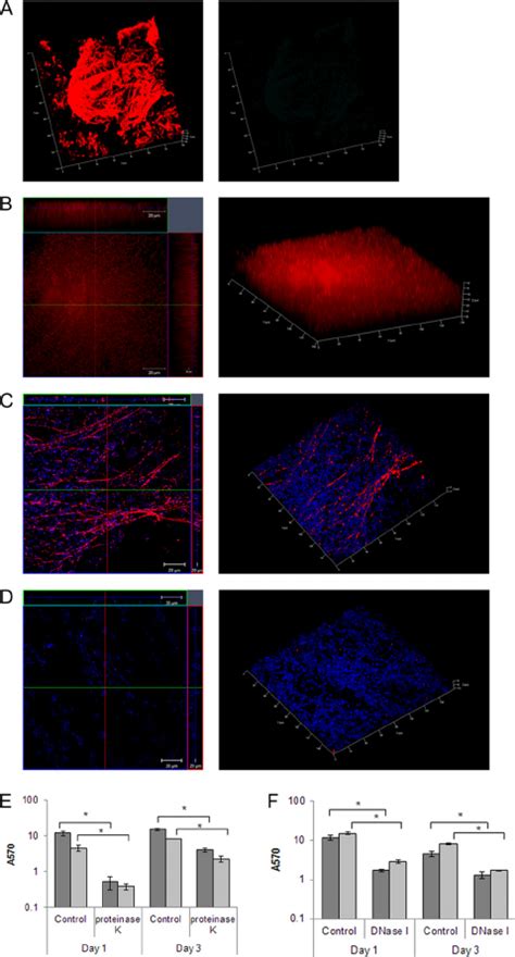 Characterization Of C Difficile Biofilm Matrix A Shows 3d Confocal