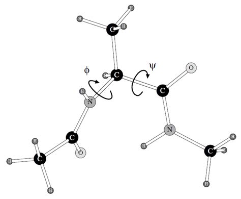 Protein Backbone Angles And Shown In The Alanine Dipeptide Molecule