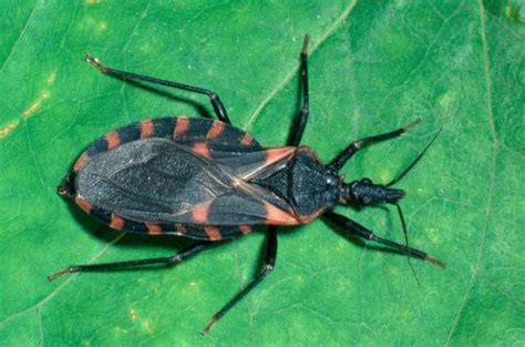 Triatoma Sanguisuga Is A Known Carrier Of T Cruzi And Therefore Is A