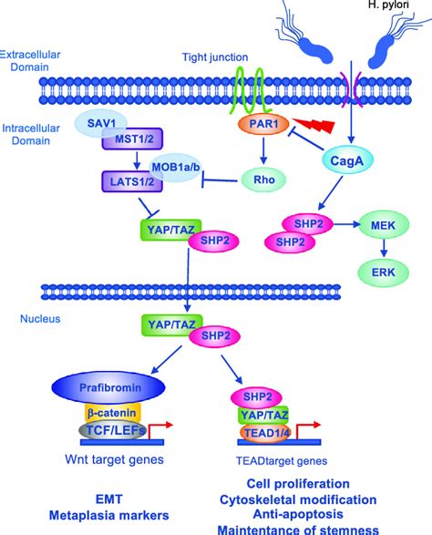 Mechanisms Of YAP TAZ Activation Induced By Helicobacter Pylori