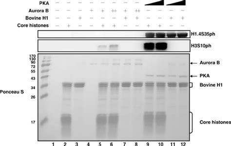 Pka Phosphorylates H At Ser In Vitro In Vitro Kinase Assays