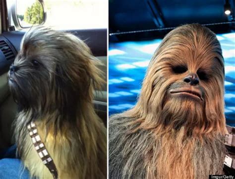 These Dogs Totally Look Like Hollywood Celebrities