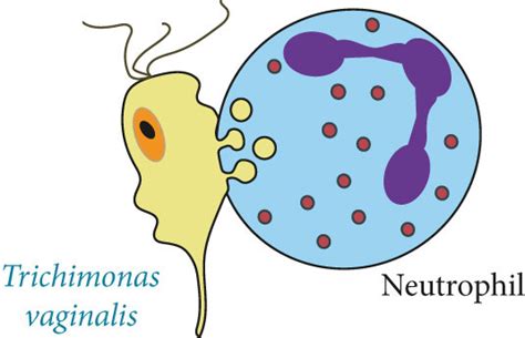 Examples of trogocytosis to kill large cells. (a) Trichomonas ...