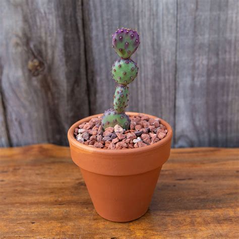 4 Opuntia Santa Rita Baby Rita Cactus Etsy
