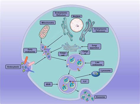 Frontiers The Role Of Exosomes And Exosomal Noncoding Rnas From