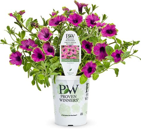 Amazon Supertunia Pretty Much Picasso Petunia Live Plant