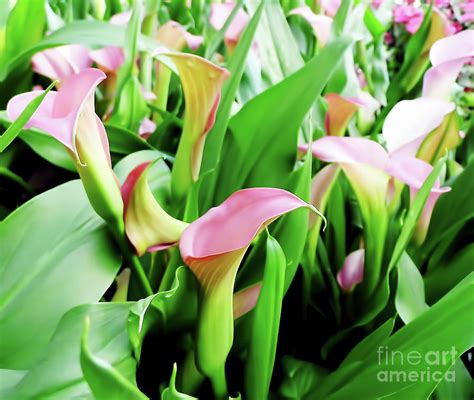 Beautiful Calla Lilies Photograph By D Hackett Fine Art America