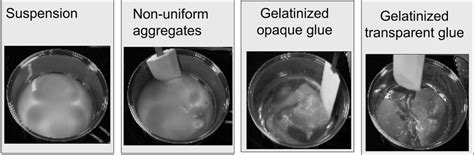 Images Showing The Time Evolution Of Starch Gelatinization From