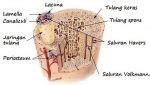 Jaringan Penyokong pada Hewan beserta Gambarnya - DosenBiologi.com