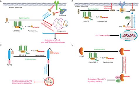 Diverse Functions Of S‐palmitoylation In Innate Immune Signaling