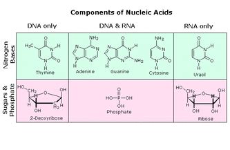 NUCLEIC ACIDS - POLYMERS