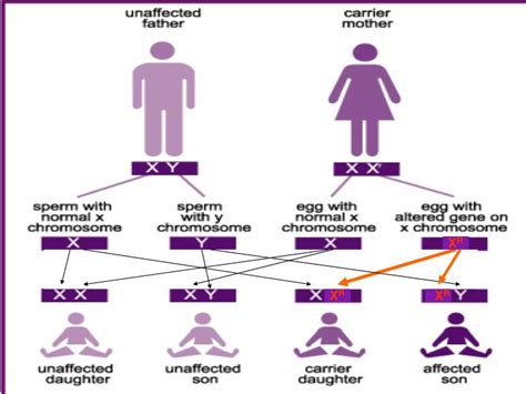 Ppt Sex Linked Genes Powerpoint Presentation Id 2922913