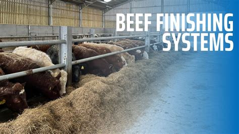 Beef Finishing Systems Youtube