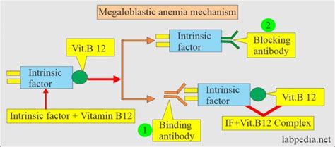 Intrinsic Factor Antibody If Ab