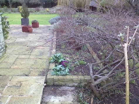 Rachel the Gardener: Cotoneaster pruning