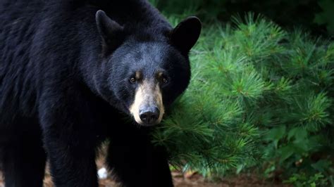 Several Hundred Pound Black Bear Found Dead In Plastic Bag Near Walking Trail The Mirror Us